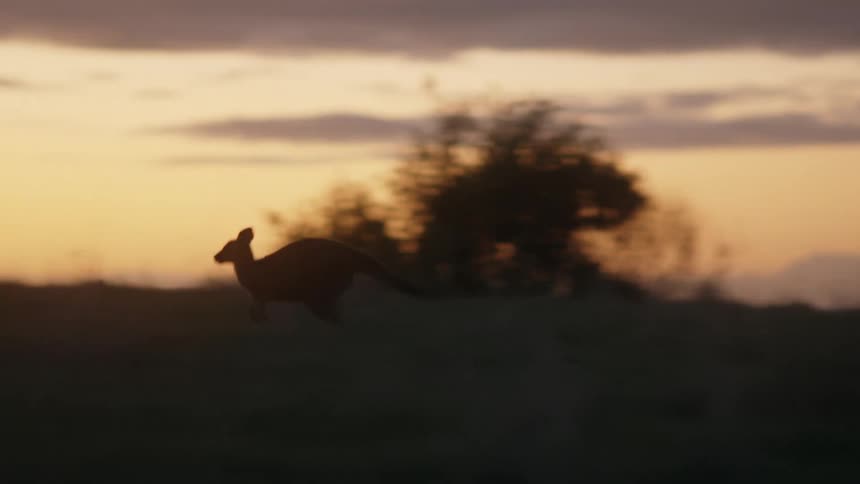 Kangaroos moving by jumping are silhouetted against the red sky at sunset