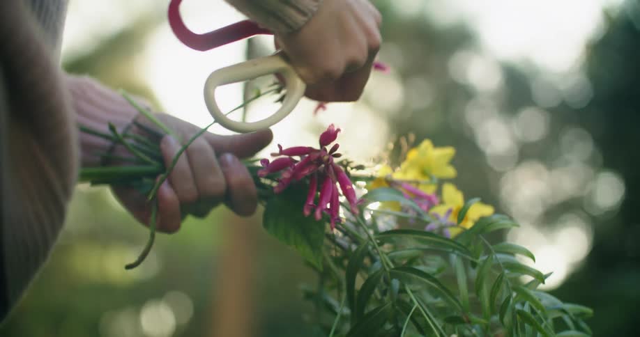 A woman outside clips flowers