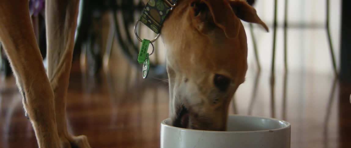 Person in wheelchair moves past dog eating from bowl on wooden floor