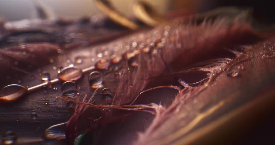 Water drops bead on surface of feathers sitting on table near golden object