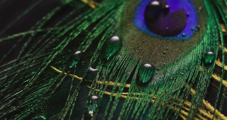Drops of water are on the colorful feather