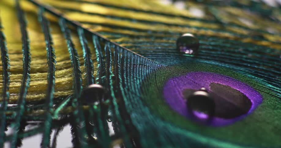 Droplets of water on a peacock feather