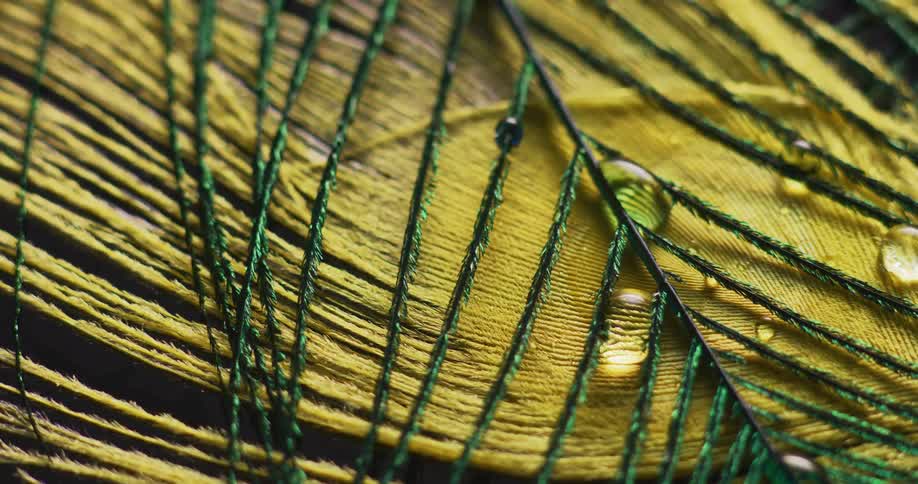 Water drops bead on peacock feathers magnifying the surface