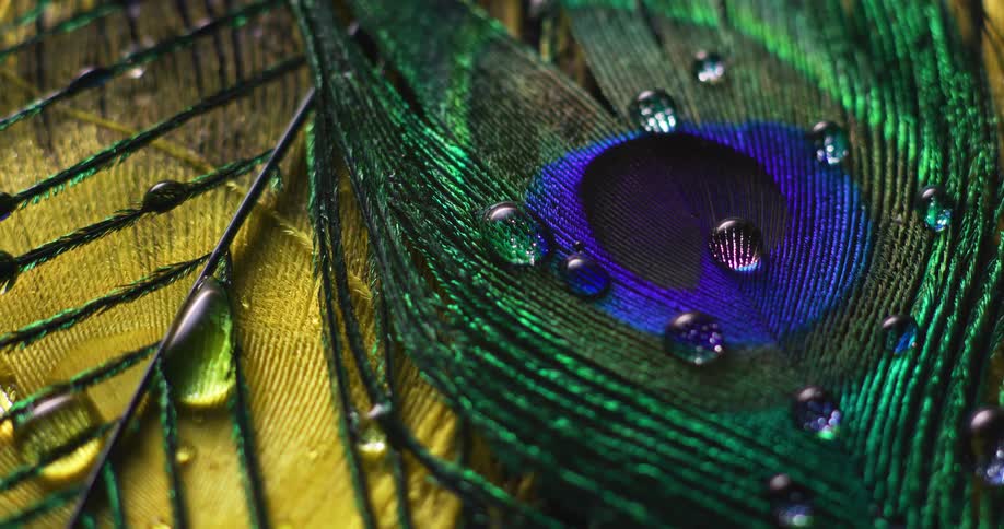 Close up view of water droplets on a feather