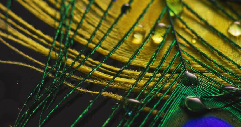 Closeup of peacock feather with droplets