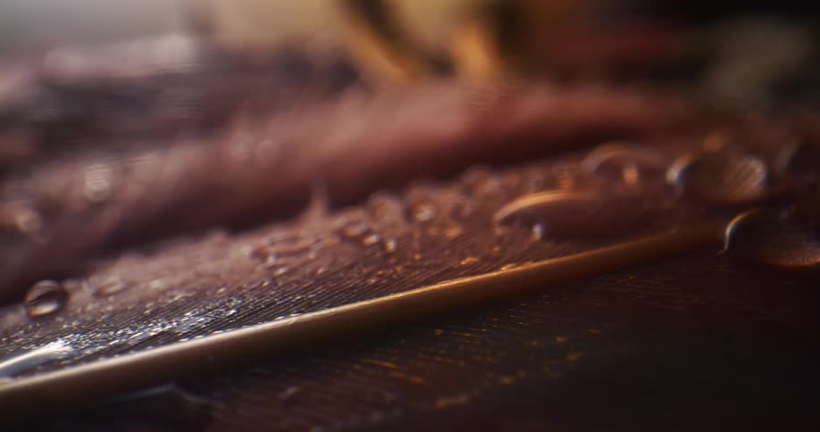 Water drops beading on coppery feathers magnifies the surface of the plumes