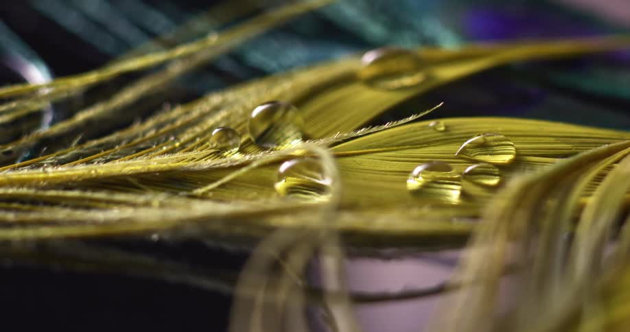Water droplets rest on a yellow feather
