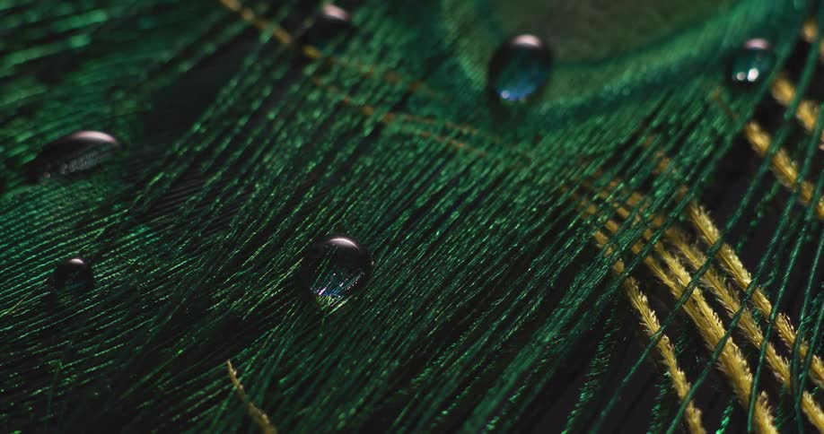 Droplets of water on a peacock feather shine in the light