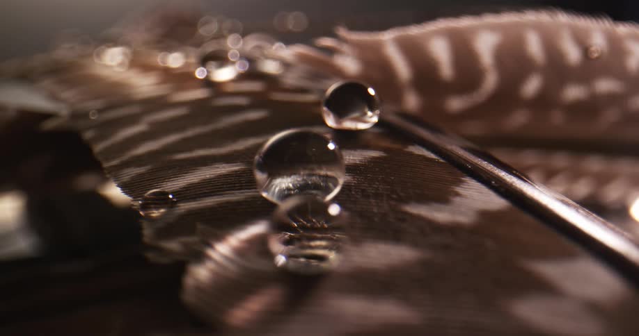 Light shines on spheres of water droplets on a feather