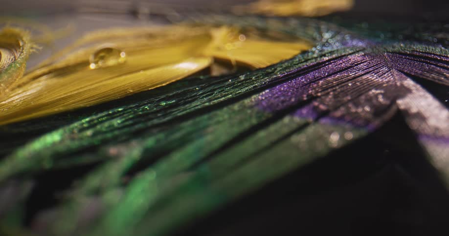 Water droplets on a colorful feather