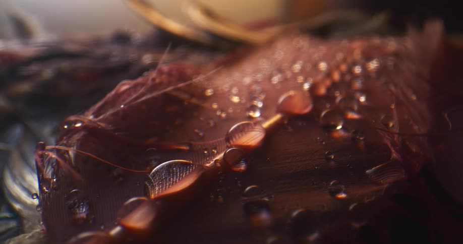 Water drops bead on surface of feathers lying near a gold metal object