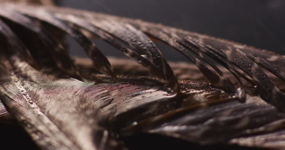 Extreme close up of bird feathers getting wet under the rain