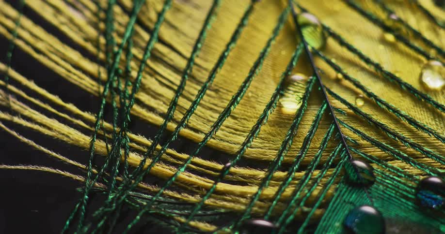 Droplets of water on a peacock feather shine in the light