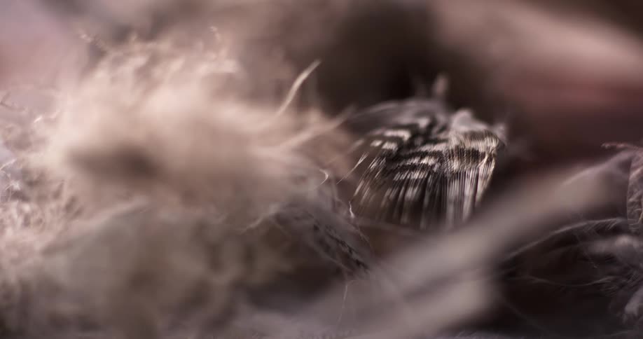Feathers blowing in the wind