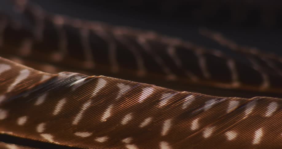 Brown feathers dappled and speckled with white lie together