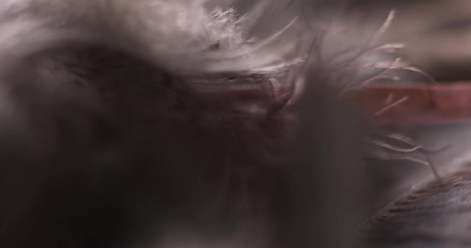 Very close up view of a pink feather and the barbs moving in the breeze