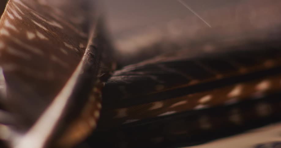Extreme close up of bird feathers getting wet under the rain