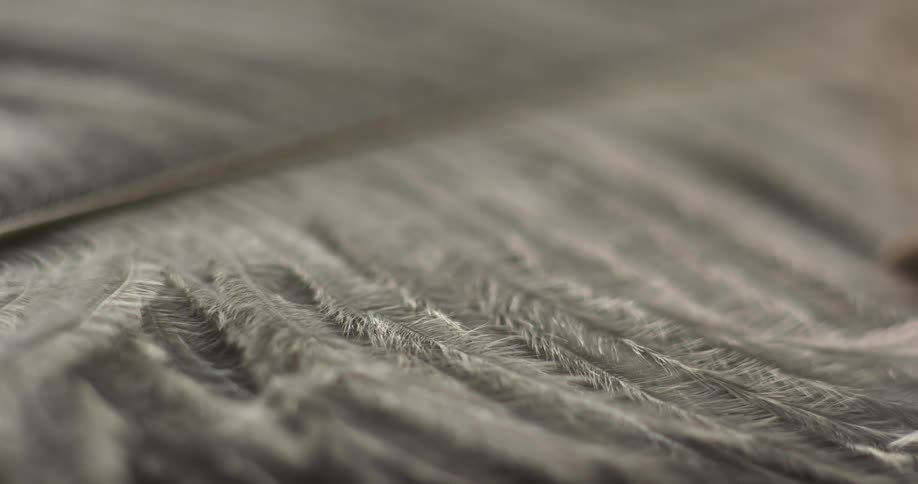 Breeze ruffles pale feathers