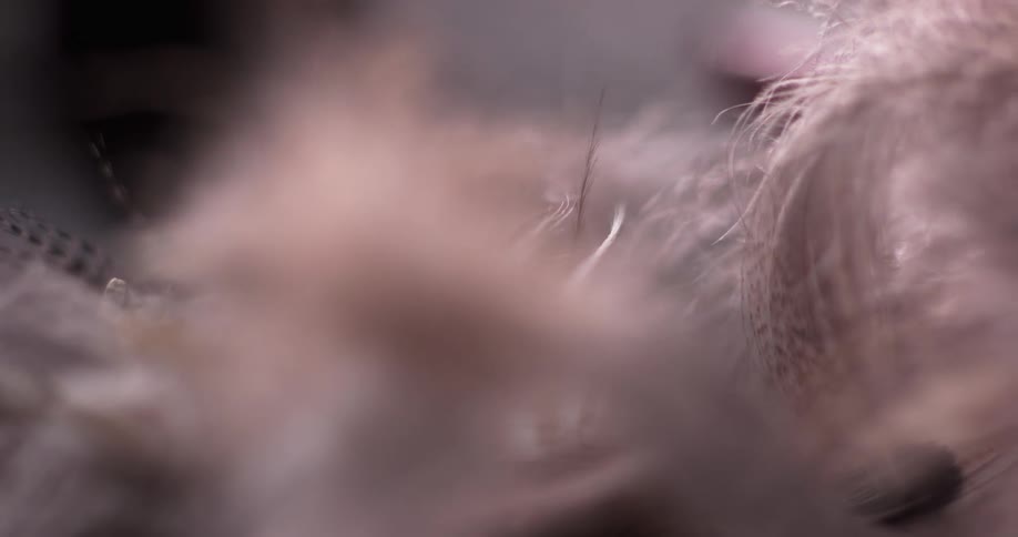 A pink feather boa rests on the ground