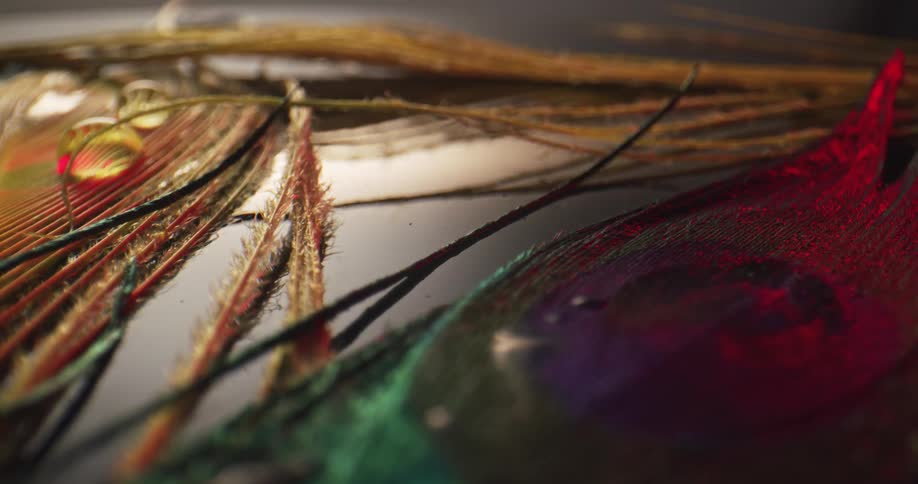 The colorful feathers have water on them