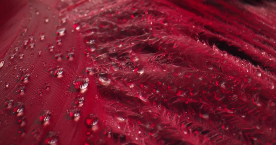 Water drops fall onto feathered surface and bead together then magnify surface