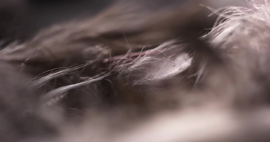 Light purple and brown feathers sway slightly in breeze
