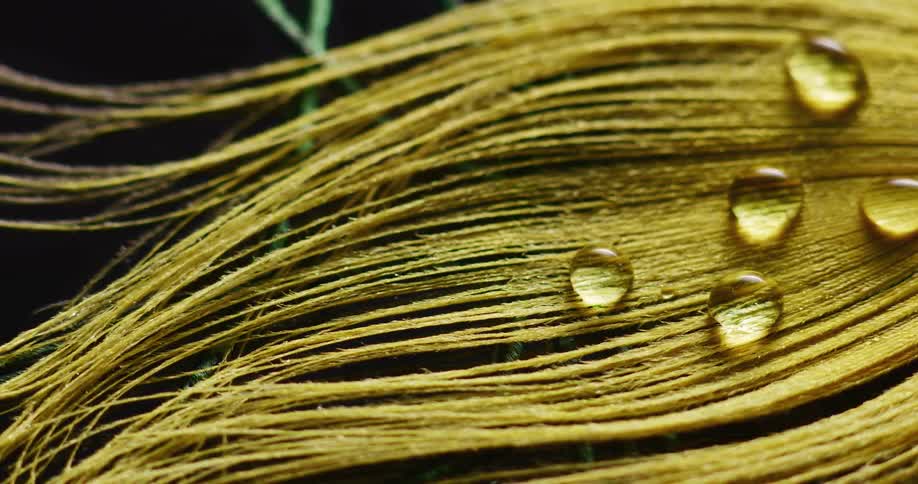 Drops of water are on the yellow feather