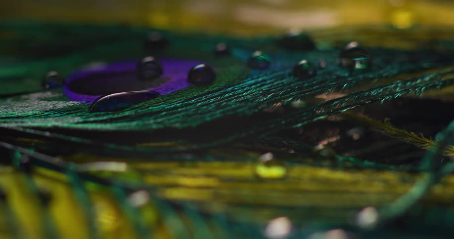 Drops of water are on the feathers