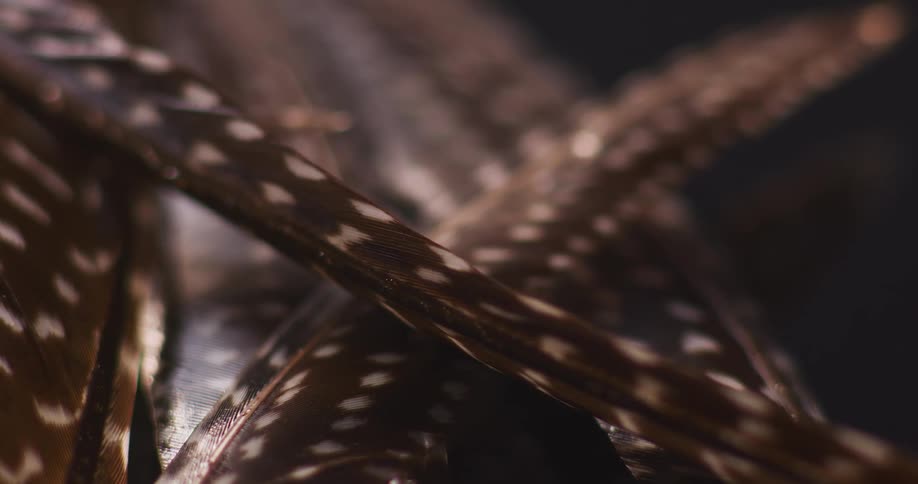 Cream specks and streaks dapple brown feathers