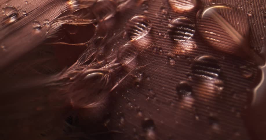 Closeup of bird feather with droplets