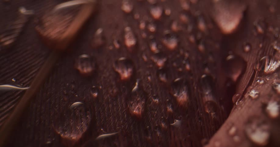 Droplets of water on a feather shine in the light