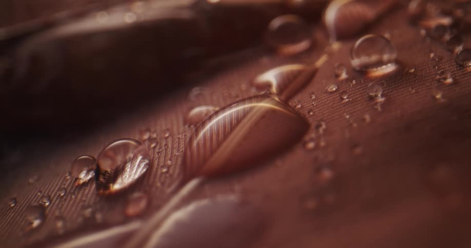 Water beads on bird feathers and magnifies the surfaces