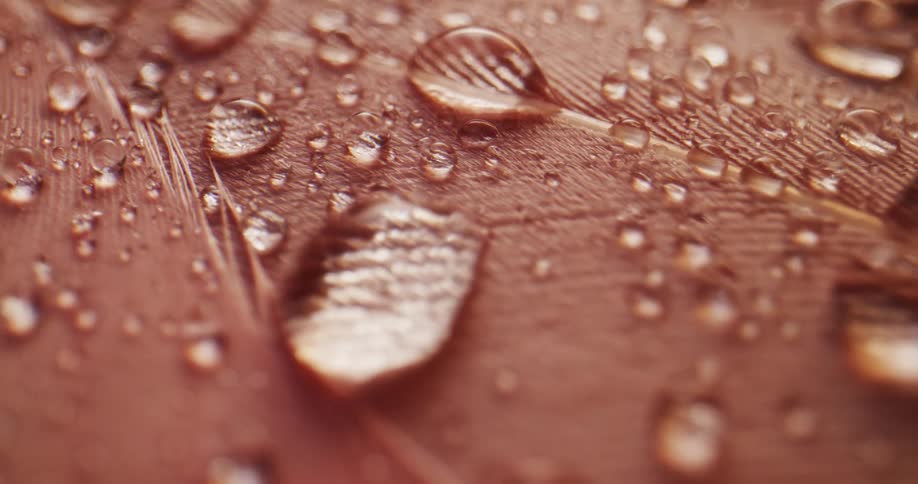 Closeup of red bird feather with droplets