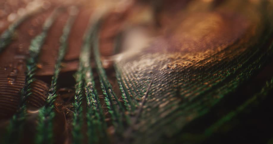 Closeup of water dripping on peacock feather
