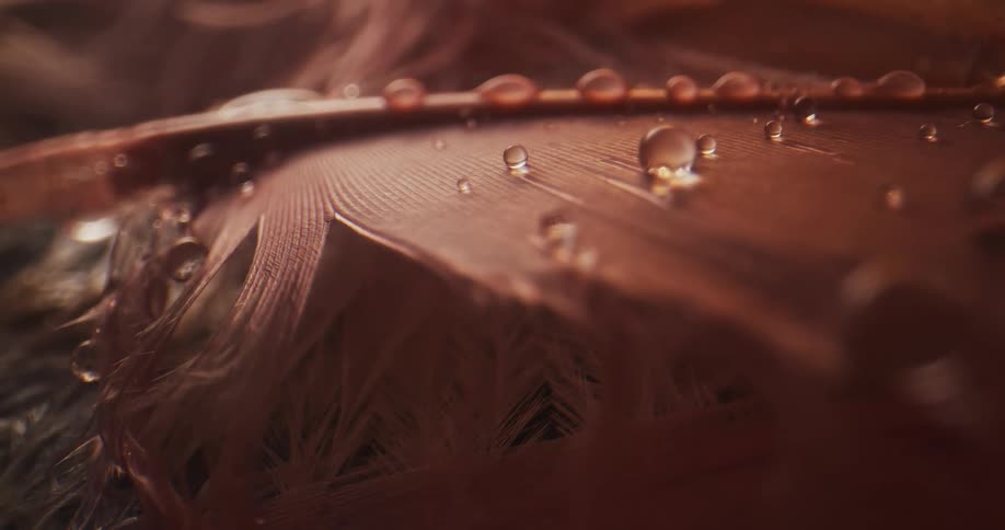 Water drops bead on reddish brown feather