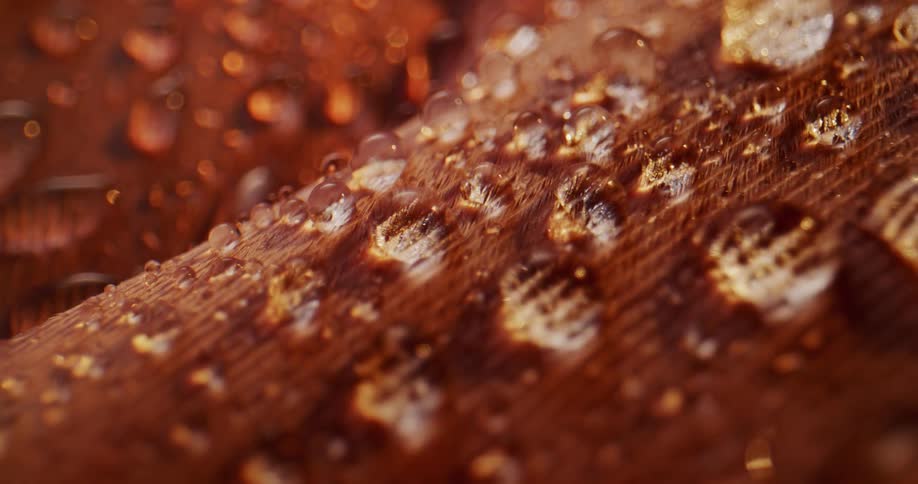 Water droplets and spheres shine in the light on the textured surface of a feather