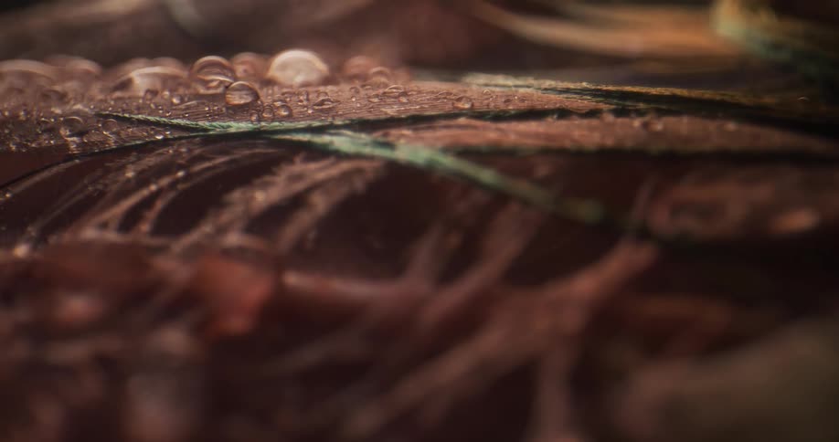 Water droplets form on top of wet feathers