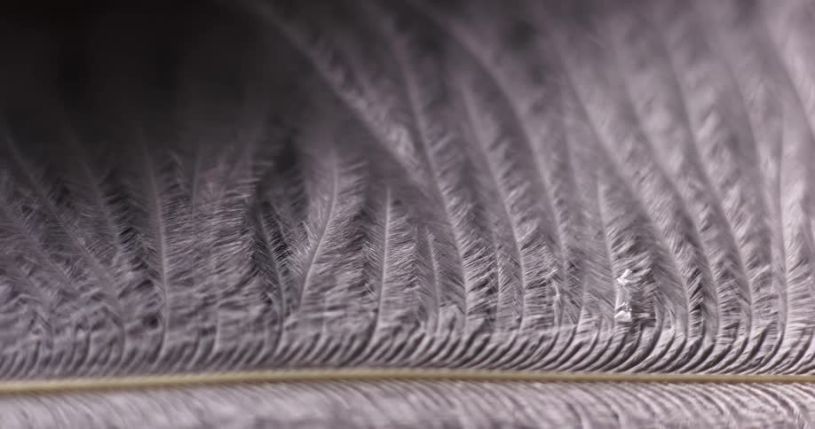 Light shines on a white colored feather