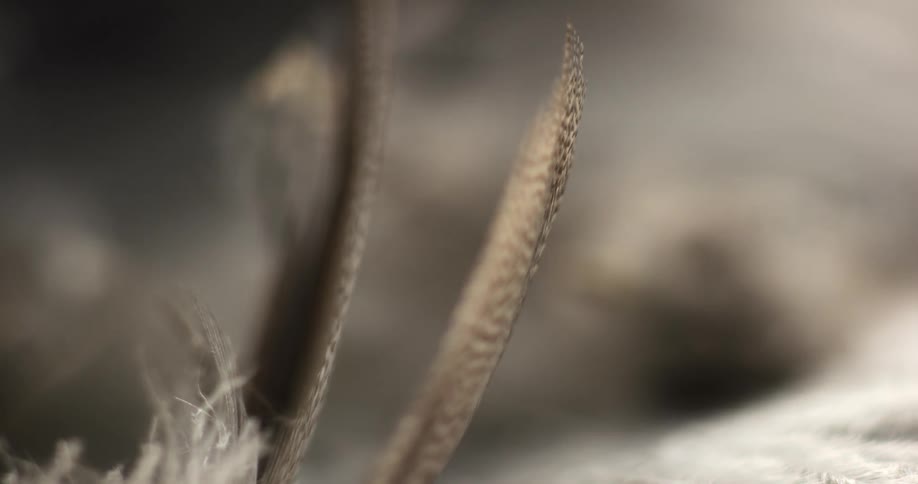 Sunlight shines on feathers as they move in the breeze
