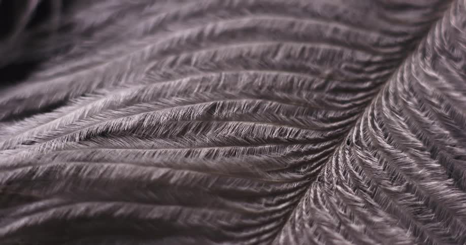 Parts of light purple feathers lie smoothly and parts are ruffled and move in the breeze