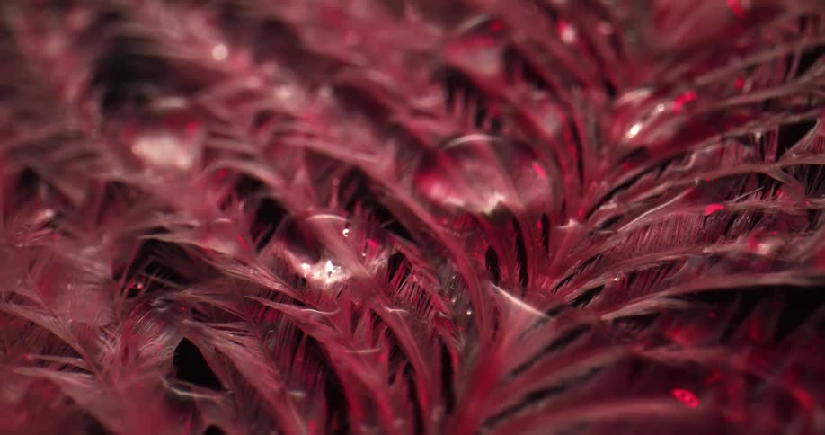 Droplets of water on a feather