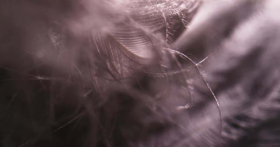 Light shines on the feather