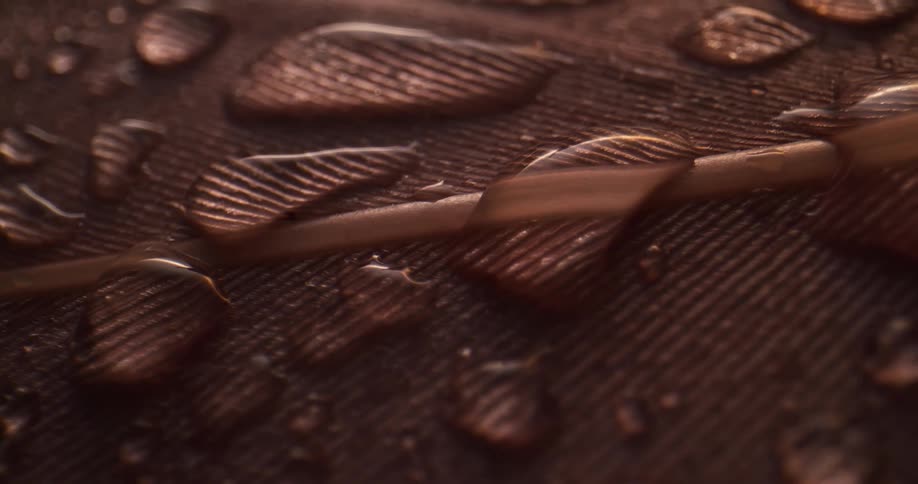 Water beads on bronze feathers magnifying surface of plume