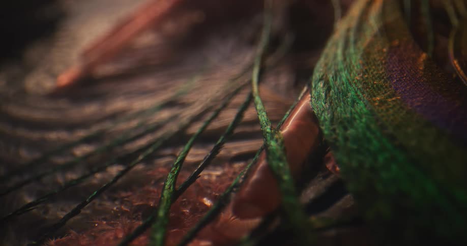 Close up view of the colored barbs of a peacock feather
