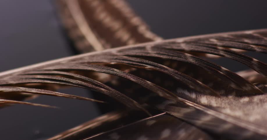Light is reflecting on the feather