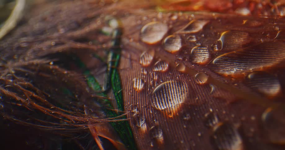Water drops magnify tendrils of peacock feathers