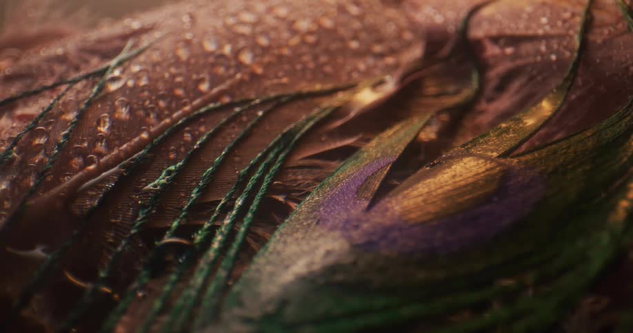 Close up of peacock feather with droplets