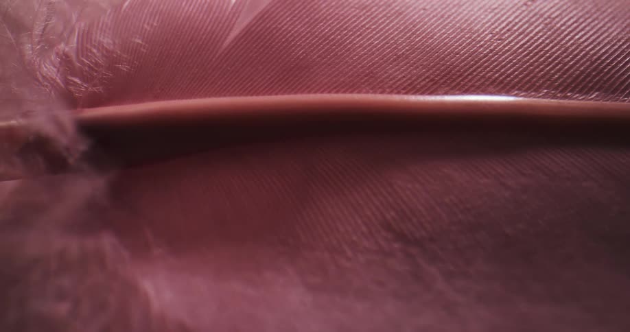 Sunlight shines on a pink feather as the barbs move in the breeze