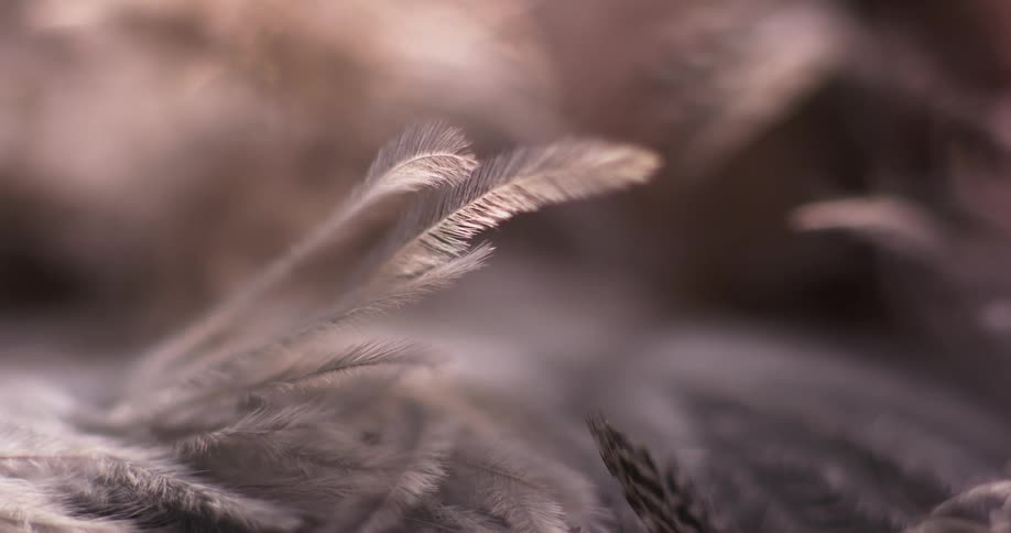 Small feathers float and move in the breeze