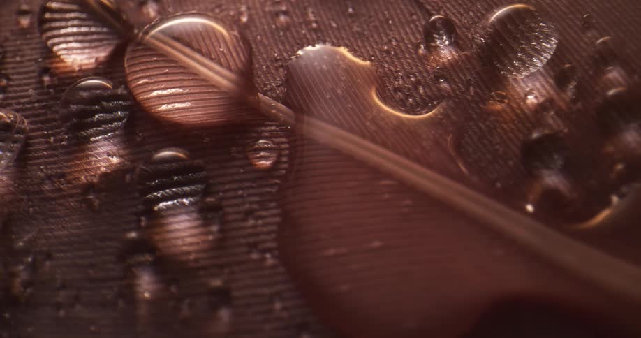 Droplets of water on a feather shine in the light